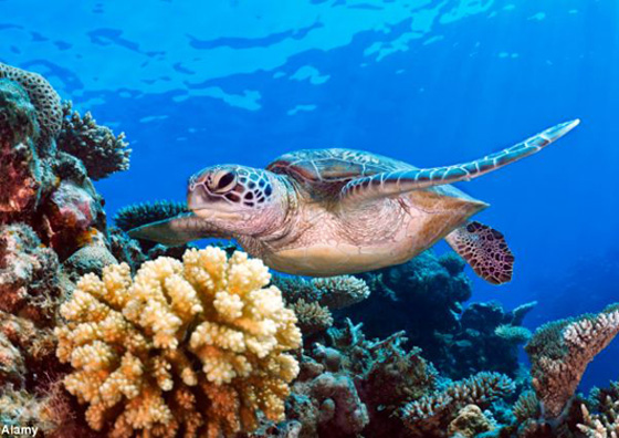 Coral Reef with Turtle